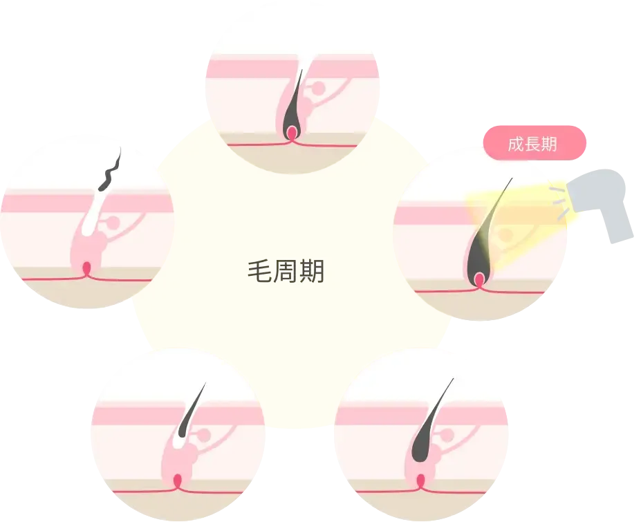 エミナルクリニック毛周期説明
