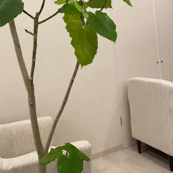 LUNA BEAUTY CLINIC 全国3院のイオン導入を受ける前の待合室