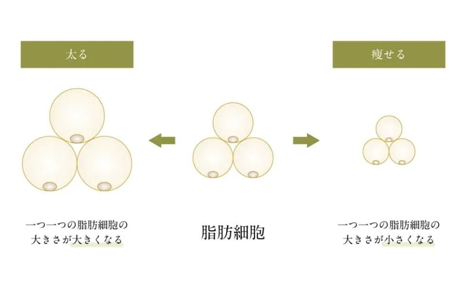 ディオクリニックの治療プラン 脂肪細胞について