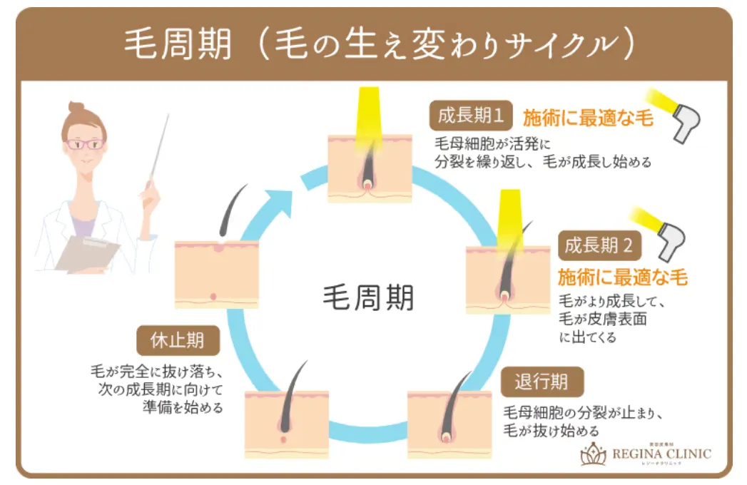 レジーナクリニックは都度払いできる?【知恵袋超え】リスクを抑えた契約方法も解説 毛周期について