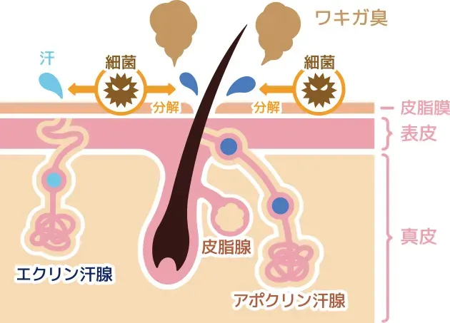 TCBのワキガのイメージ