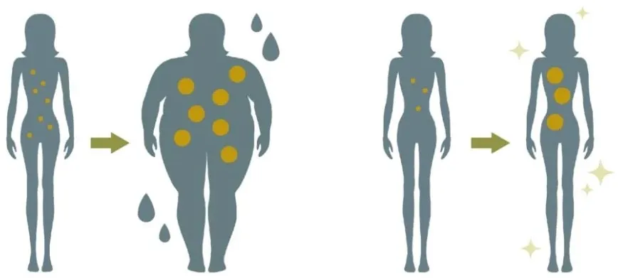 ディオクリニックの医療ダイエット|内臓脂肪に含まれる脂肪細胞の数のイメージ