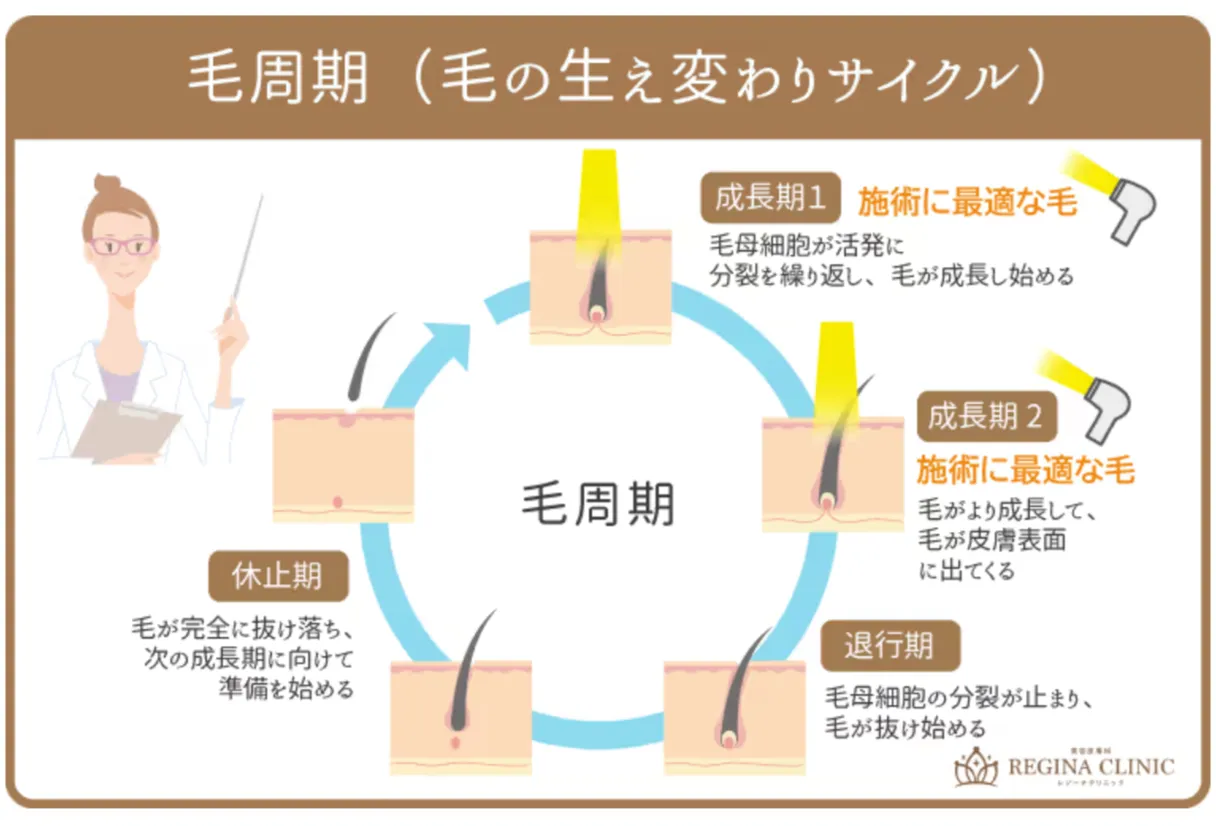 麹町で都度払い医療脱毛が安いレジーナクリニックによる毛周期の解説図