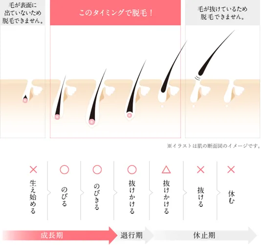 大阪のおすすめ脱毛サロン 毛周期
