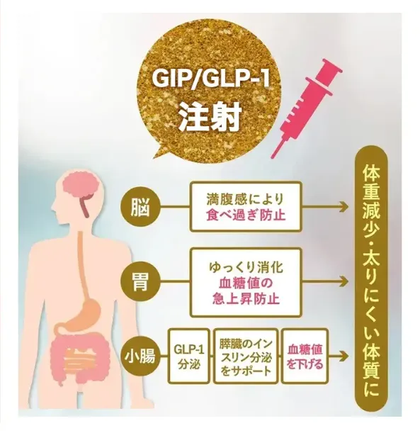 夏食べても痩せる方法があるって本当?専門家が徹底解説【管理栄養士監修】|ダイエット注射の機序