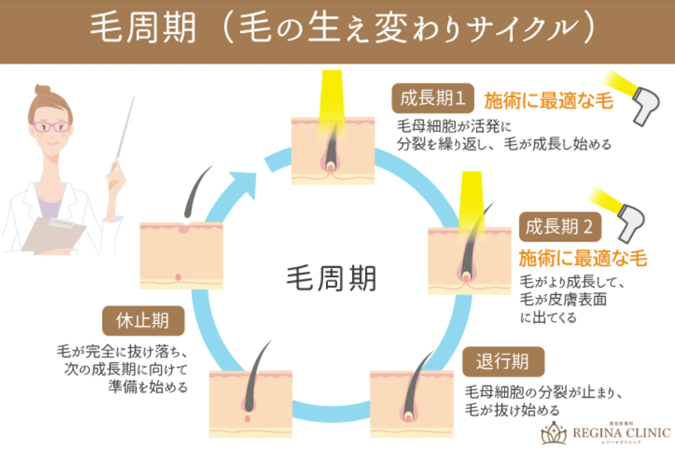 毛周期（毛の生え替わりサイクル）