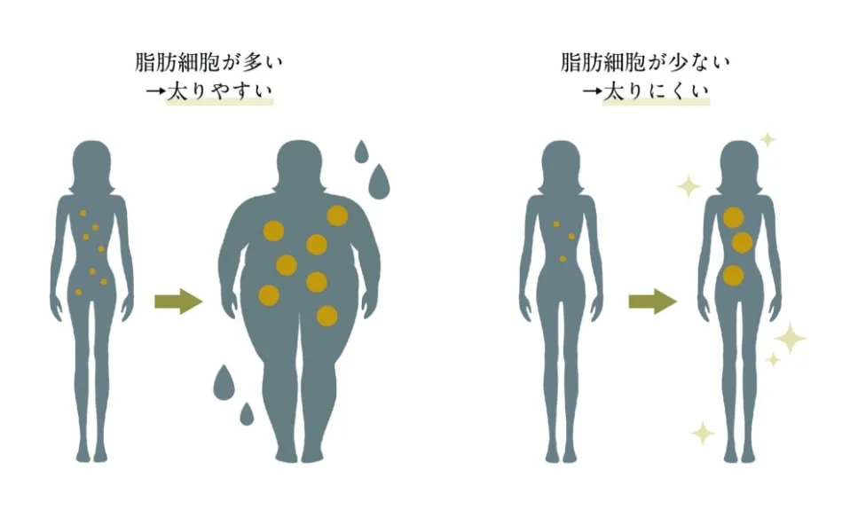 ダイエット　脂肪細胞の数
