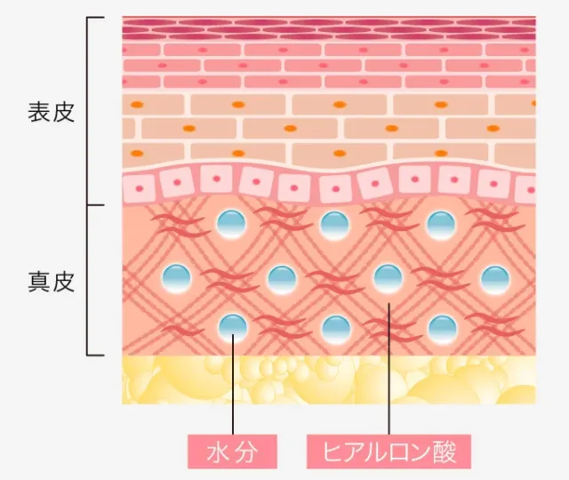 石川(金沢)でヒアルロン酸注射ができるおすすめのクリニック TCBのヒアルロン酸についての説明