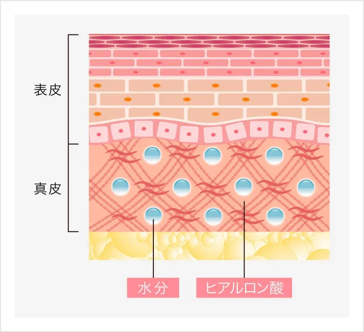 沖縄のTCBヒアルロン酸断面図
