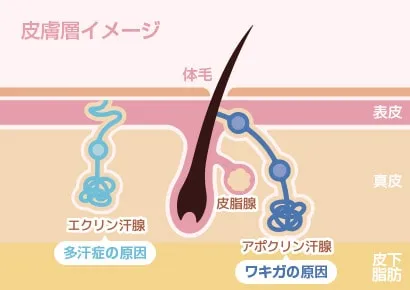 湘南美容クリニック 皮膚層イメージ