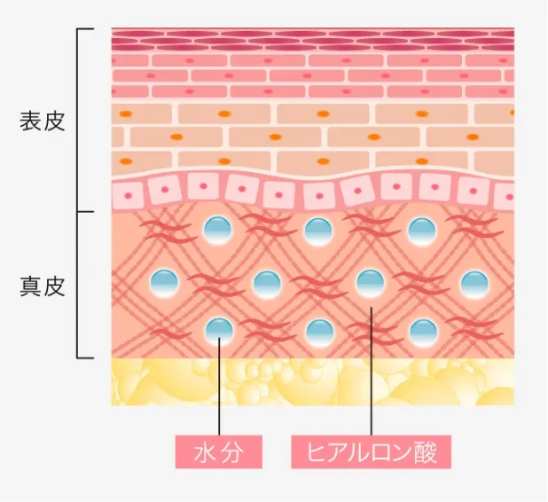仙台でヒアルロン酸注射が受けられるおすすめのクリニック　TCB のヒアルロン酸についての説明