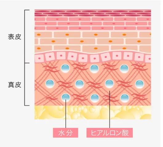 札幌でヒアルロン酸注射ができるおすすめのクリニック TCBの施術内容