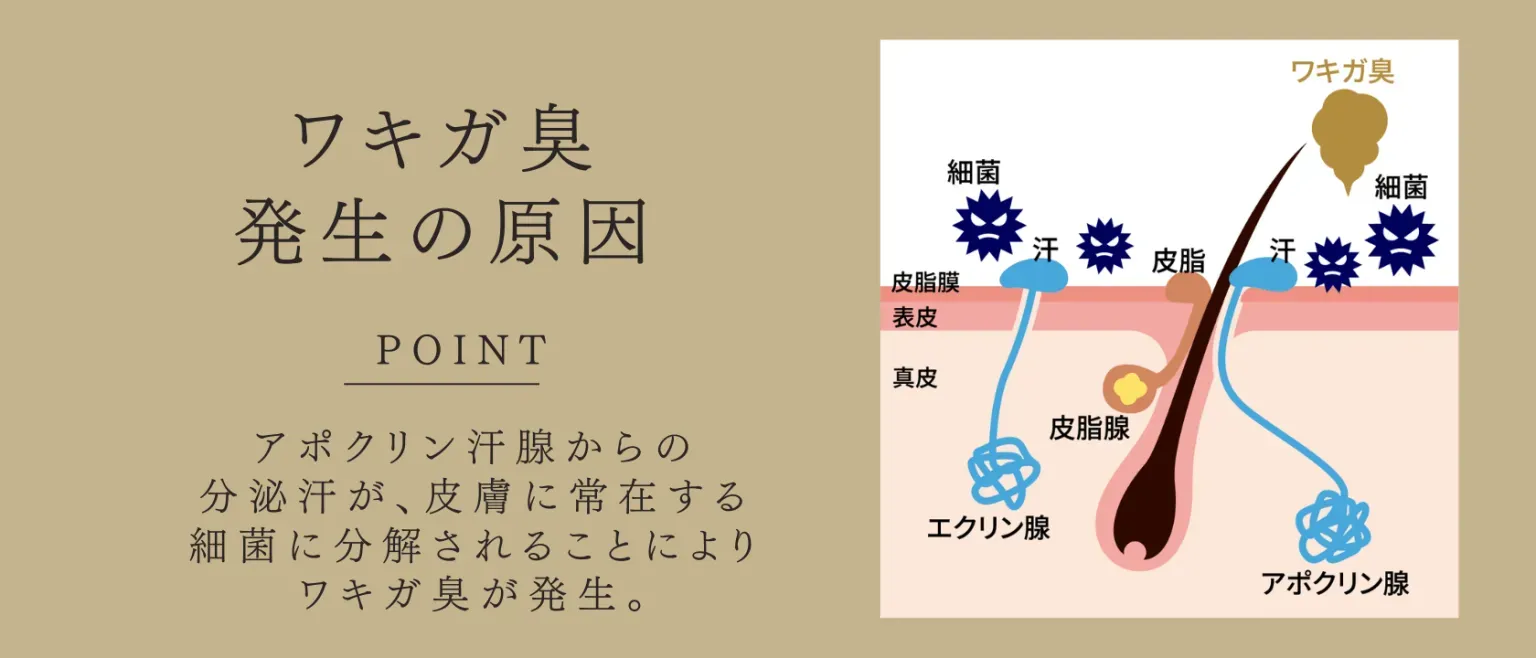 共立美容外科 子供ワキガ治療 ワキガ臭発生の原因