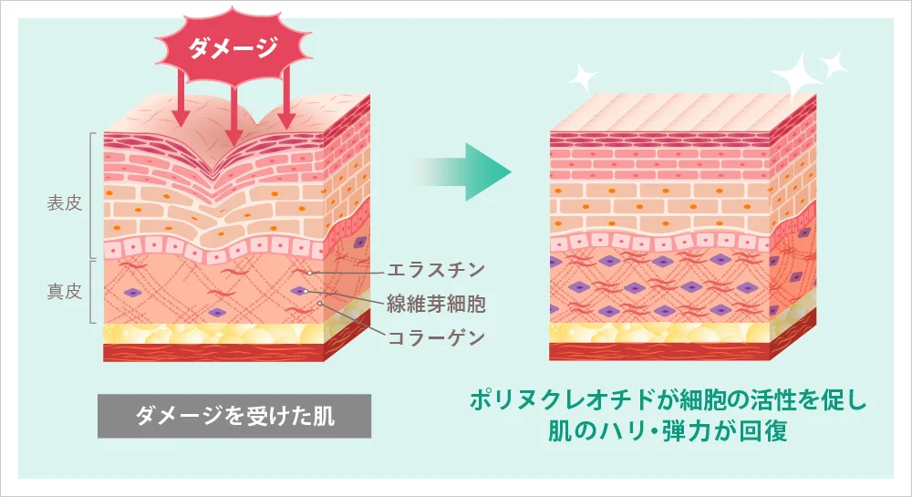 TCBのリジュラン注射の作用機序