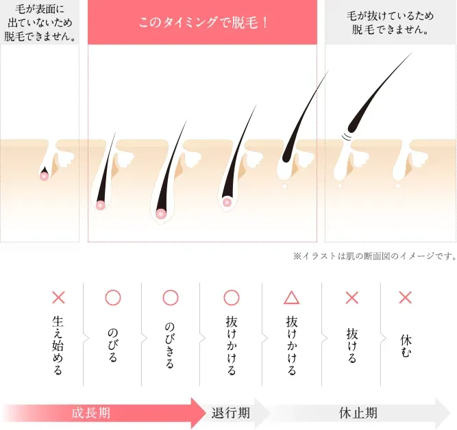 TBC公式サイトより 毛周期のサイクルの画像