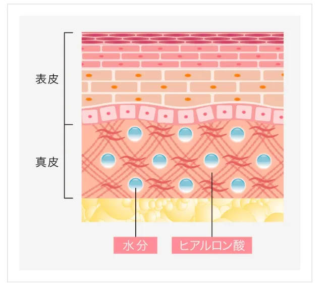 TCBのヒアルロン酸注入は失敗する?やり直し保証期間はあるのか調査|うるおいがある状態の肌